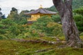 The old sakura tree in the moss park of Kinkaku-ji Rokuon-ji temple. Kyoto. Japan Royalty Free Stock Photo