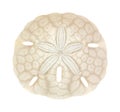 Old sand dollar