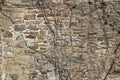 Old sandstone wall with a creeper growing on it