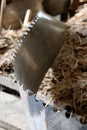 Old saw blade in the middle of sawdust Royalty Free Stock Photo