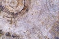 Old saw cut tree annual rings background Royalty Free Stock Photo