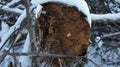 Old saw cut of a tree in the snow Royalty Free Stock Photo