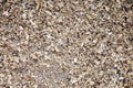 Sawdust wooden filling seamless background