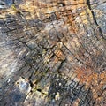 Old sawed tree with annual growth rings and cracks