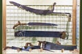 Old saws for wood in vintage store Royalty Free Stock Photo