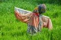 Scarecrow in green grain field