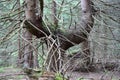 Old scary tree in the forest