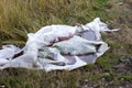 Old scary white transparent oilcloth on autumn withered grass harm to nature ecological disaster