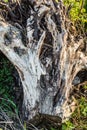 Old scraped stump lies on a green grass, dry snag of an old sawn wood, abstract background Royalty Free Stock Photo