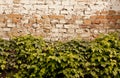 Old scratch wall with grape leaves as background Royalty Free Stock Photo