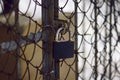 Old, scratched and rusty from time to time padlock Royalty Free Stock Photo