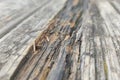 Old scratched wood table detail Royalty Free Stock Photo