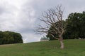 Old dead tree in front of the Hermitage, Eremitageslottet, JÃÂ¦gersborg Dyrehave, Denmark