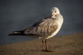 Old seagull on concrete wall Royalty Free Stock Photo