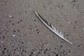 Old seagull feather lies in the sand of the beach, surrounded by pebbles and small shells Royalty Free Stock Photo