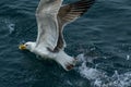 Old Seagull Royalty Free Stock Photo