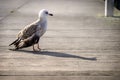 Old seagull perched Royalty Free Stock Photo