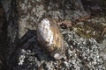 Old seawater mussels shell attached to a rock Royalty Free Stock Photo