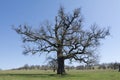 Old, secular common oak tree Royalty Free Stock Photo