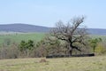 Old, secular common oak tree Royalty Free Stock Photo