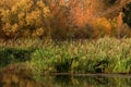 Old sedge pond lit by the sun in the autumn forest Royalty Free Stock Photo