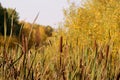 Old sedge pond lit by the sun in the autumn forest Royalty Free Stock Photo