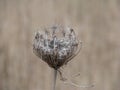 Seed pod in autumn