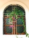 Old semicircular window of church with flowers in goa, india. Royalty Free Stock Photo