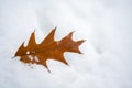 Old Senescent Maple Leaf Royalty Free Stock Photo