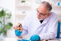 Old senior anthropologist working in the lab Royalty Free Stock Photo