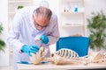 Old senior anthropologist working in the lab Royalty Free Stock Photo