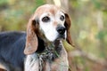 Old senior female Beagle dog blind in one eye. Dog rescue pet adoption photography for waltonpets animal shelter humane society Royalty Free Stock Photo