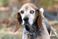 Old senior female Beagle dog blind in one eye. Dog rescue pet adoption photography for waltonpets animal shelter humane society Royalty Free Stock Photo