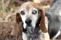 Old senior female Beagle dog blind in one eye. Dog rescue pet adoption photography for waltonpets animal shelter humane society Royalty Free Stock Photo