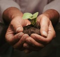 old senior man`s hands holding green Sprout growing seedling growing from soil Royalty Free Stock Photo