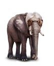 Old senior wise white hair elephant wear glasses Royalty Free Stock Photo