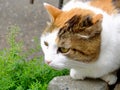 Old serious multi color cat close-up outdoor portrait