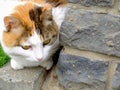 Old serious multi color cat looking around the corner Royalty Free Stock Photo