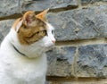 Old serious multi color ginger, white, black cat close-up outdoor portrait