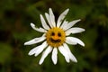 Old shabby camomile flower with funny smile