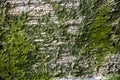 Old shabby gray concrete wall with a deep relief of shades and dark green moss and mold. rough surface texture Royalty Free Stock Photo