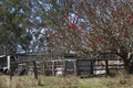 Old shack in a paddock with red flowering tree Royalty Free Stock Photo