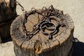 Old shackles on a stump. Old shackle with chain made of steel lying on old round stump standing on the ground.