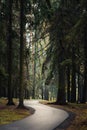 old shady city park with tall pine trees above a winding asphalt footpath inland Royalty Free Stock Photo