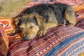 Old shaggy dog sleeping on colorful couch Royalty Free Stock Photo