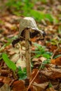 Old Shaggy Inkcap Mushroom in the Autumn Woodland