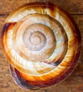 Old shell spiral snail