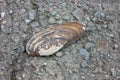 An old shell of Unio pictorum lies on a background of asphalt close-up. Royalty Free Stock Photo