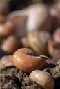 old shells of garden and grape snails on the ground, a Royalty Free Stock Photo