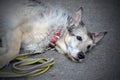 Old shepherd Dog tired, lying on gray background